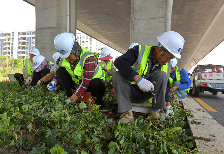 8、東環(huán)路高架下常春藤種植中.JPG